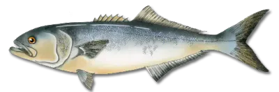 Bluefish - Maine Saltwater Fishing